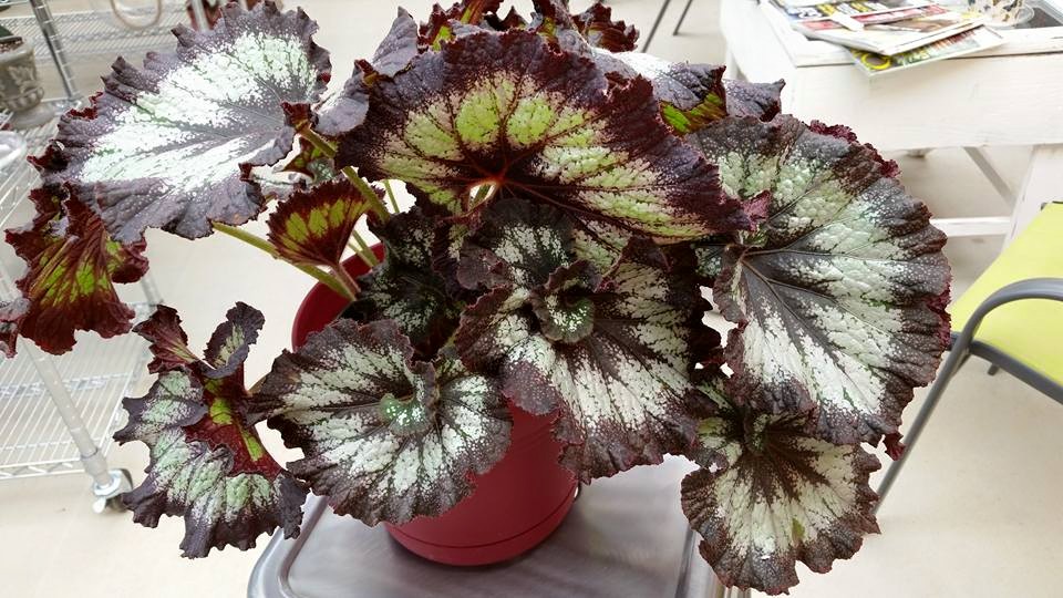 B. ‘Silver Swirl’